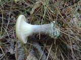 Ampulloclitocybe clavipes image