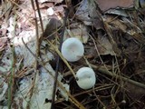 Leucocybe candicans image