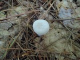 Leucocybe candicans image
