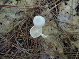 Leucocybe candicans image