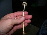 Protostropharia semiglobata image