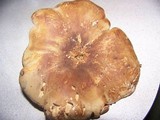 Tapinella atrotomentosa image