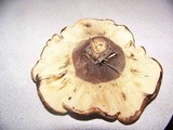 Tapinella atrotomentosa image