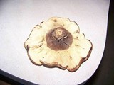 Tapinella atrotomentosa image