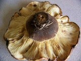 Tapinella atrotomentosa image