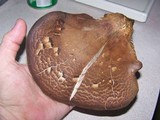Panus conchatus image