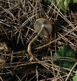 Protostropharia semiglobata image