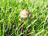 Panaeolus subbalteatus image
