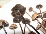 Panaeolus subbalteatus image