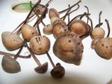 Panaeolus subbalteatus image