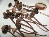 Panaeolus subbalteatus image