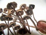 Panaeolus subbalteatus image