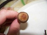 Panaeolus subbalteatus image
