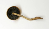 Protostropharia semiglobata image