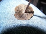 Panaeolus subbalteatus image
