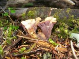 Gomphus clavatus image