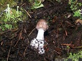 Amanita porphyria image