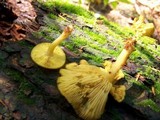 Tricholomopsis decora image
