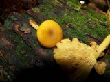 Tricholomopsis decora image