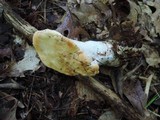 Hydnum repandum var. albidum image