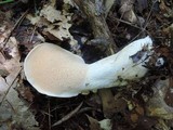 Hydnum repandum var. albidum image