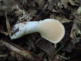 Hydnum repandum var. albidum image