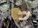 Suillus punctipes image