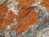 Xanthoria elegans image
