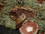 Agaricus cupreobrunneus image