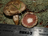 Agaricus cupreobrunneus image