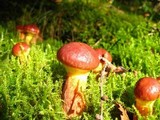 Suillus grevillei image