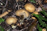 Scleroderma michiganense image