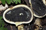 Scleroderma michiganense image