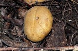 Scleroderma michiganense image