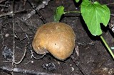 Scleroderma michiganense image