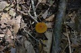 Cortinarius semisanguineus image
