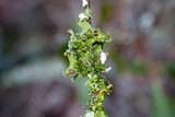 Tuckermanopsis ciliaris image