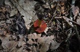 Cortinarius semisanguineus image