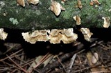 Stereum striatum image