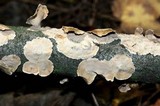 Stereum striatum image