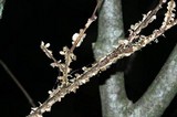 Stereum striatum image