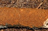 Hydnochaete olivacea image