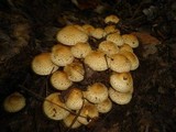 Pholiota squarrosa image