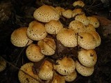Pholiota squarrosa image
