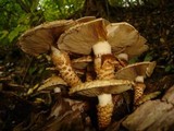 Pholiota squarrosa image