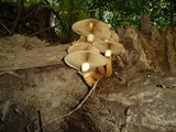 Pholiota squarrosa image