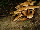 Pholiota squarrosa image