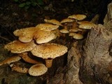 Pholiota squarrosa image