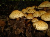 Pholiota squarrosa image