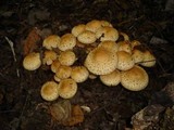 Pholiota squarrosa image